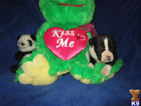 Boxer Puppies